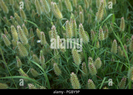 Trifolium angustifolium Banque D'Images