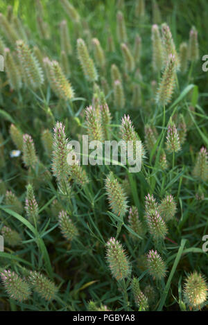 Trifolium angustifolium Banque D'Images