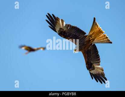 Red Kites cercle ci-dessus dans le champ de foin Pant-Y-Dwr, à la souris des champs etc perturbé par les tracteurs bayling hay. Banque D'Images