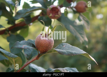 Nèfles dans un arbre Banque D'Images