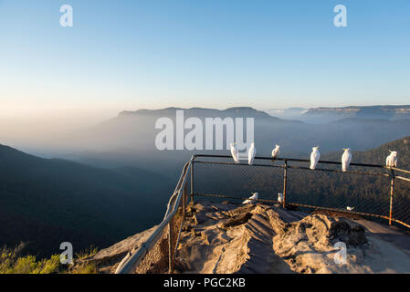 En début de matinée, vue sur la misty Jamison Valley et le Mont Solitary, Blue Mountains, Australie, avec des cacatoès à crête de soufre alignés sur la clôture au point de vue Banque D'Images