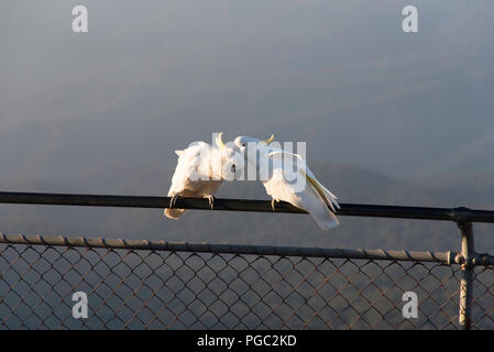 Soufre cacatoès à huppe tôt le matin perché sur clôture à vallée Jamison, Blue Mountains, Australie, se lissant les oiseaux d'amour Banque D'Images