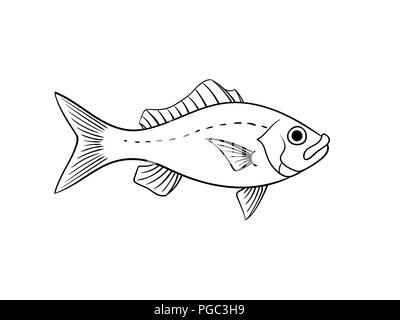 Poisson vivaneau rouge dans l'illustration vintage style naturaliste animal vector isolated on white Illustration de Vecteur