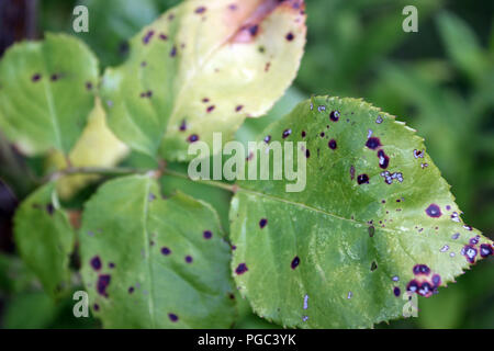 Diplocarpon rosae tache noire sur les feuilles de rose Banque D'Images