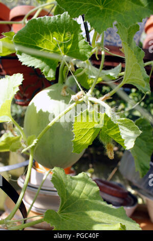 Melon cantaloup variété croissant sur vigne au soleil d'été Banque D'Images