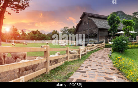 Moutons dans agriculture ferme avec piscine en plein air d'éclairage solaire. Banque D'Images