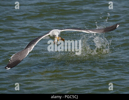 Des profils Goéland argenté (Larus argentatus, décoller de l'eau avec la sterne pierregarin chick Banque D'Images