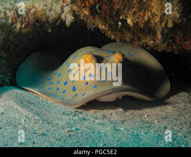 Blue spotted Stingray ou Bluespotted ribbontail Taeniura lymma, ray, sur des fonds marins, Red Sea, Egypt Banque D'Images