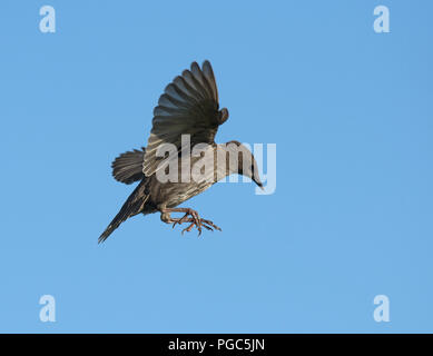 Les jeunes, de Starling Sturnus vulgaris, en vol, Lancashire, UK Banque D'Images