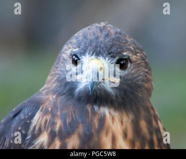 Oiseau faucon près en profitant de son environnement. Banque D'Images