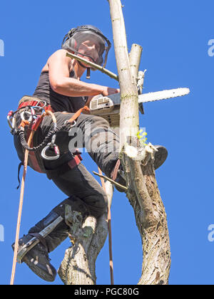 L'arboriste de sexe féminin travaillant dans le haut de l'arbre. Banque D'Images