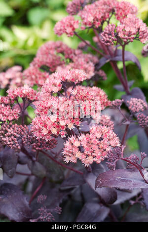 Hylotelephium 'Purple Emperor'. Sedum 'Purple Emperor' fleurs. Banque D'Images