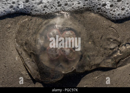 Méduse de lune (Aurelia aurita) échoués sur plage sur la côte du golfe de la Floride, aux États-Unis. Banque D'Images