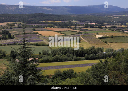 Paysage de champs de lavande en Provence française, Sault Banque D'Images