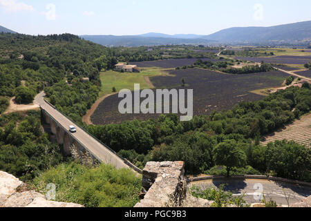 Paysage de champs de lavande en Provence française, Sault Banque D'Images