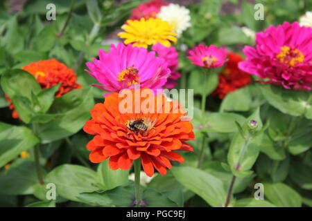 Belles fleurs en fleurs à la fin de l'été sur un jour chaud et ensoleillé à l'extérieur de Chicago, Illinois, USA. Banque D'Images