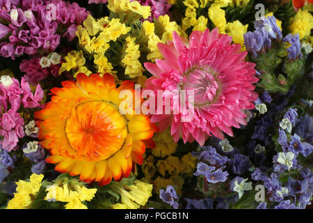 Statice (Limonium) colorés et fond fleurs Helichrysum Banque D'Images