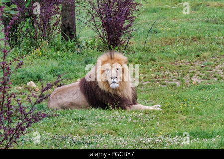 Le lion est une espèce de mammifères carnivores de la famille des félidés. Banque D'Images