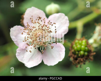 Discolore (Rubus armeniacus) fleur et vert vert berry Banque D'Images