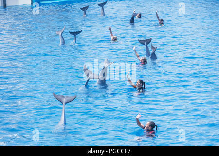 Les dauphins et leurs instructeurs de dire au revoir, océanographiques, Cité des Arts et des Sciences, Valence, Communauté autonome de Valence, Espagne Banque D'Images