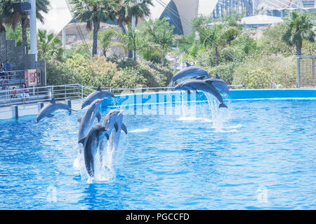 Spectacle des Dauphins à l'océanographie, Cité des Arts et des Sciences, Valence, Communauté autonome de Valence, Espagne Banque D'Images