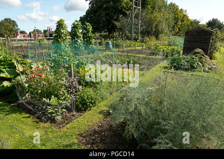 Un allotissement rural jardin avec fruits et légumes, de plus en plus à la fin de l'été. Banque D'Images