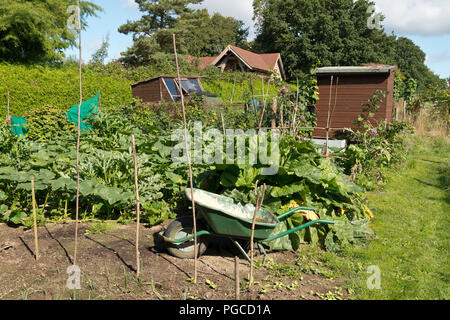 Un allotissement rural jardin avec fruits et légumes, de plus en plus à la fin de l'été. Banque D'Images