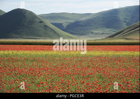 Symphonie de couleurs naturelles. L'été, floraison de Castelluccio di norcia en Italie Banque D'Images