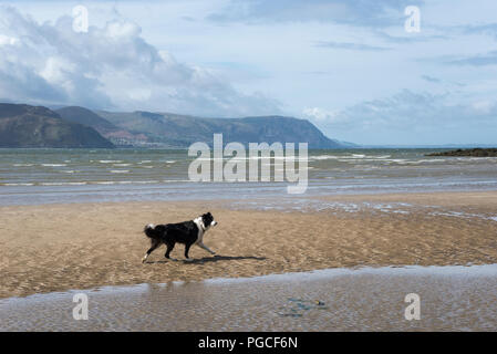 Border Collie sur la plage de sable de West Shore, Llandudno, au nord du Pays de Galles, Royaume-Uni. Banque D'Images