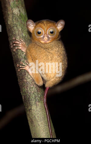 Cephalopachus tarsier de Horsfield bancanus tarsier ouest Banque D'Images