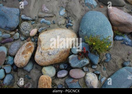 Pose de pierres au fond de l'une des rivières de l'Himalaya. Des pierres multicolores à un endroit avec de minuscules fleurs et rendre attrayant de sable blanc photo Banque D'Images