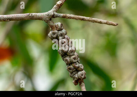 Arbuste (Melaleuca quinquenervia) gousse libre - Davie, Floride, USA Banque D'Images