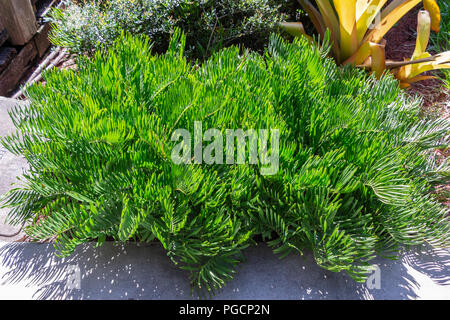 Coontie Zamia pumila) palm (usine de cycadales, vert - Davie, Floride, USA Banque D'Images