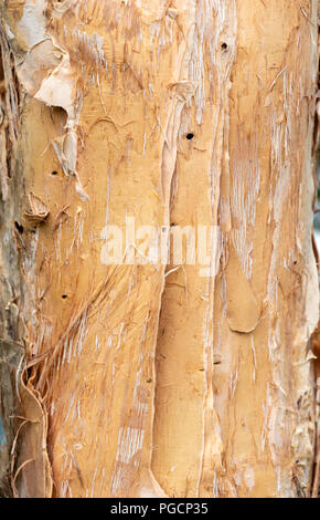 Arbuste (Melaleuca quinquenervia) gros plan de l'écorce du tronc montrant la texture papyracée peeling - Wolf Lake Park, Davie, Floride, USA Banque D'Images