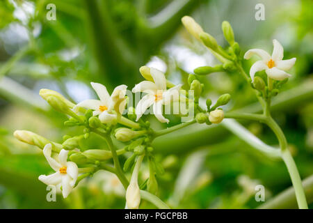 Papayer (Carica papaya) gros plan de fleurs - Pembroke Pines, Florida, USA Banque D'Images