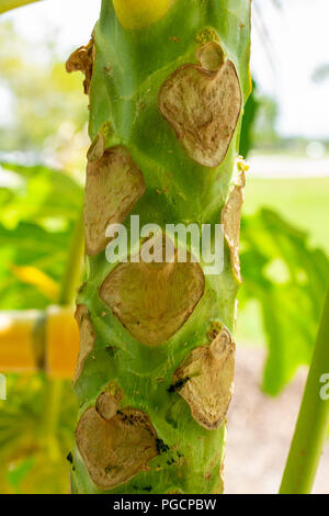 Papayer (Carica papaya) écorce de tige libre - Pembroke Pines, Florida, USA Banque D'Images