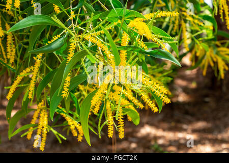 Earleaf acacia (Acacia auriculiformis), fleurs jaunes - Delray Beach, Florida, USA Banque D'Images