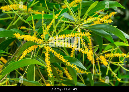 Earleaf acacia (Acacia auriculiformis), fleurs jaunes libre - Delray Beach, Florida, USA Banque D'Images