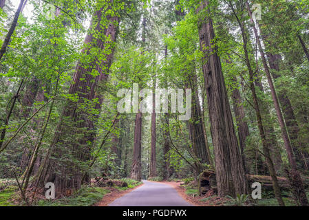 Route qui traverse fondateurs Grove de Humboldt Redwoods State Park, Californie, USA. Banque D'Images