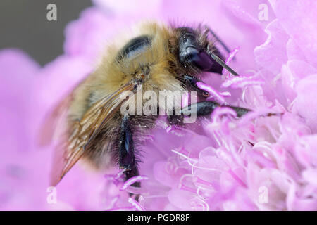 L'alimentation de l'Abeille sur fleur rose scabious Banque D'Images