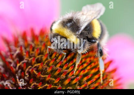 Le cerf de bourdon qui se nourrit d'une échinacée Banque D'Images
