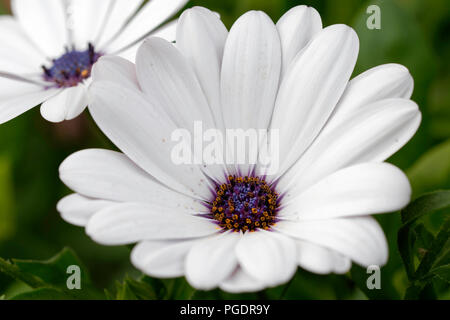 Ostéospermum Akila purple eye fleurs Banque D'Images