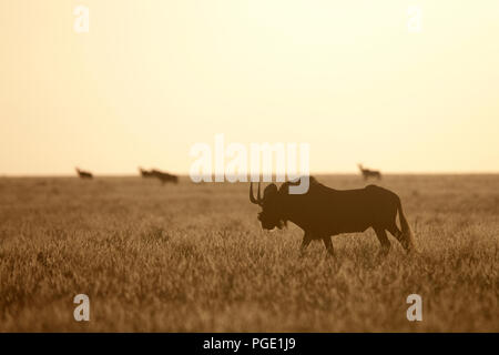 Le gnou noir sur les plaines, Mokala National Park, Afrique du Sud. Banque D'Images