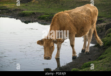 Veau d'alcool dans un étang d'eau Banque D'Images