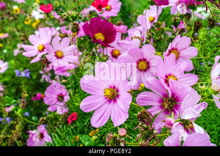 Frontière de jardin Cosmos bipinnatus, aster Mexicain, fleur Banque D'Images