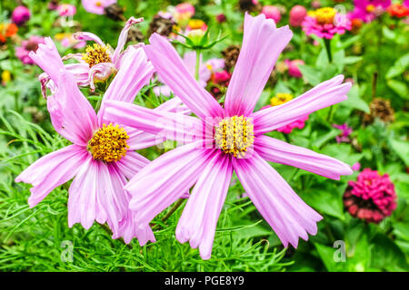 Cosmos bipinnatus cosmos - Jardin mexicain ou aster, Close up Banque D'Images