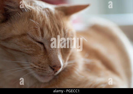 Le gingembre cat sleeping, close-up Banque D'Images