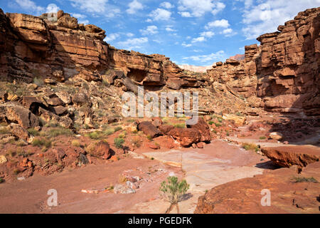 AZ00355-00...ARIZONA - murs colorés de Cathedral Wash dans Glen Canyon National Recreation Area. Banque D'Images