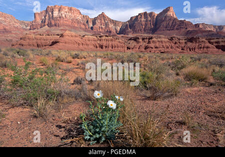 AZ00359-00...ARIZONA - UN pickly en fleurs de pavot dans parmi la brosse sage à la base de la Vermilion Cliffs à Glen Canyon National Recreation Area. Banque D'Images