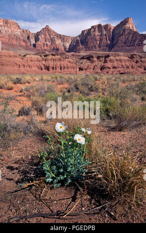 AZ00360-00...ARIZONA - UN pickly en fleurs de pavot dans parmi la brosse sage à la base de la Vermilion Cliffs à Glen Canyon National Recreation Area. Banque D'Images